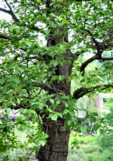 photo of a giant alder tree photo of a giant alder tree