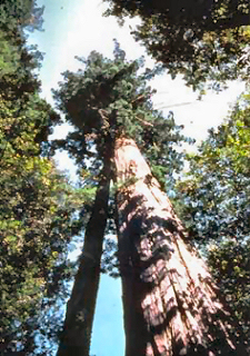 photo of a giant cedar tree photo of a giant cedar tree