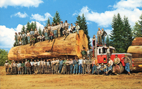 now here's a photo of a really big tree